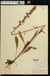 Solidago erecta image