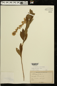 Solidago petiolaris image