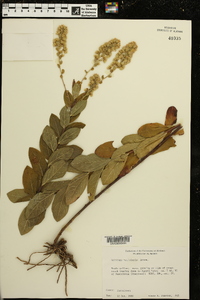 Solidago petiolaris image