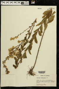 Solidago petiolaris image