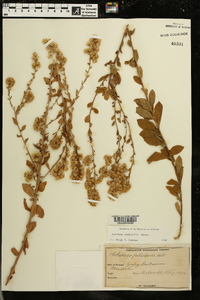 Solidago petiolaris image