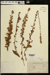 Solidago puberula image