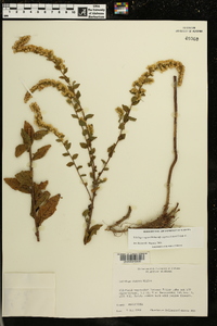 Solidago rugosa subsp. aspera image