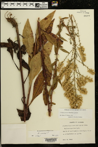 Solidago speciosa image