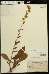 Solidago erecta image