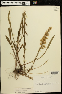 Solidago stricta image