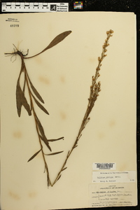 Solidago stricta image