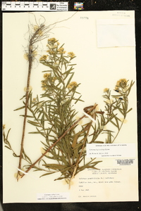 Solidago altissima subsp. altissima image