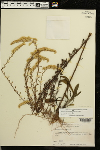 Solidago nemoralis var. haleana image