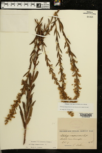 Solidago sempervirens image