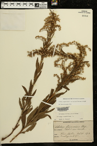 Solidago sempervirens var. mexicana image