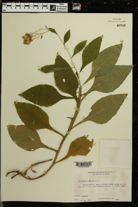Verbesina virginica image