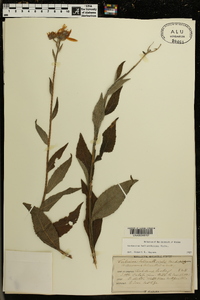 Verbesina helianthoides image