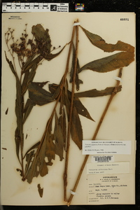 Vernonia gigantea subsp. gigantea image