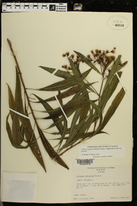 Vernonia gigantea subsp. gigantea image