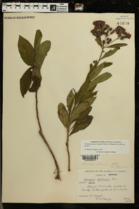 Vernonia gigantea subsp. gigantea image