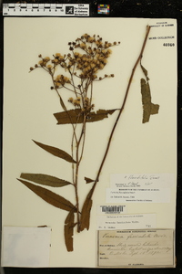 Vernonia flaccidifolia image