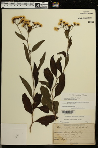 Vernonia flaccidifolia image