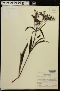Vernonia gigantea subsp. gigantea image