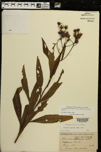 Vernonia gigantea subsp. gigantea image