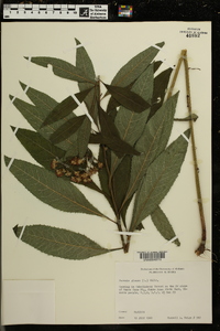 Vernonia glauca image