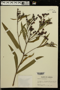 Vernonia noveboracensis image