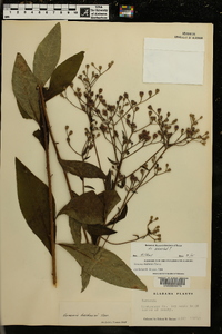 Vernonia baldwinii image