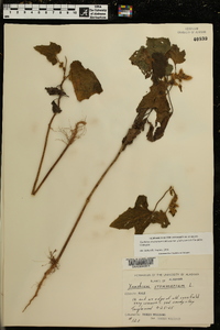 Xanthium strumarium var. glabratum image