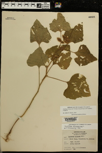 Xanthium strumarium var. glabratum image