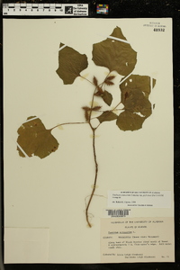 Xanthium strumarium var. glabratum image