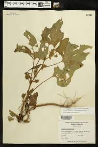 Xanthium strumarium var. glabratum image