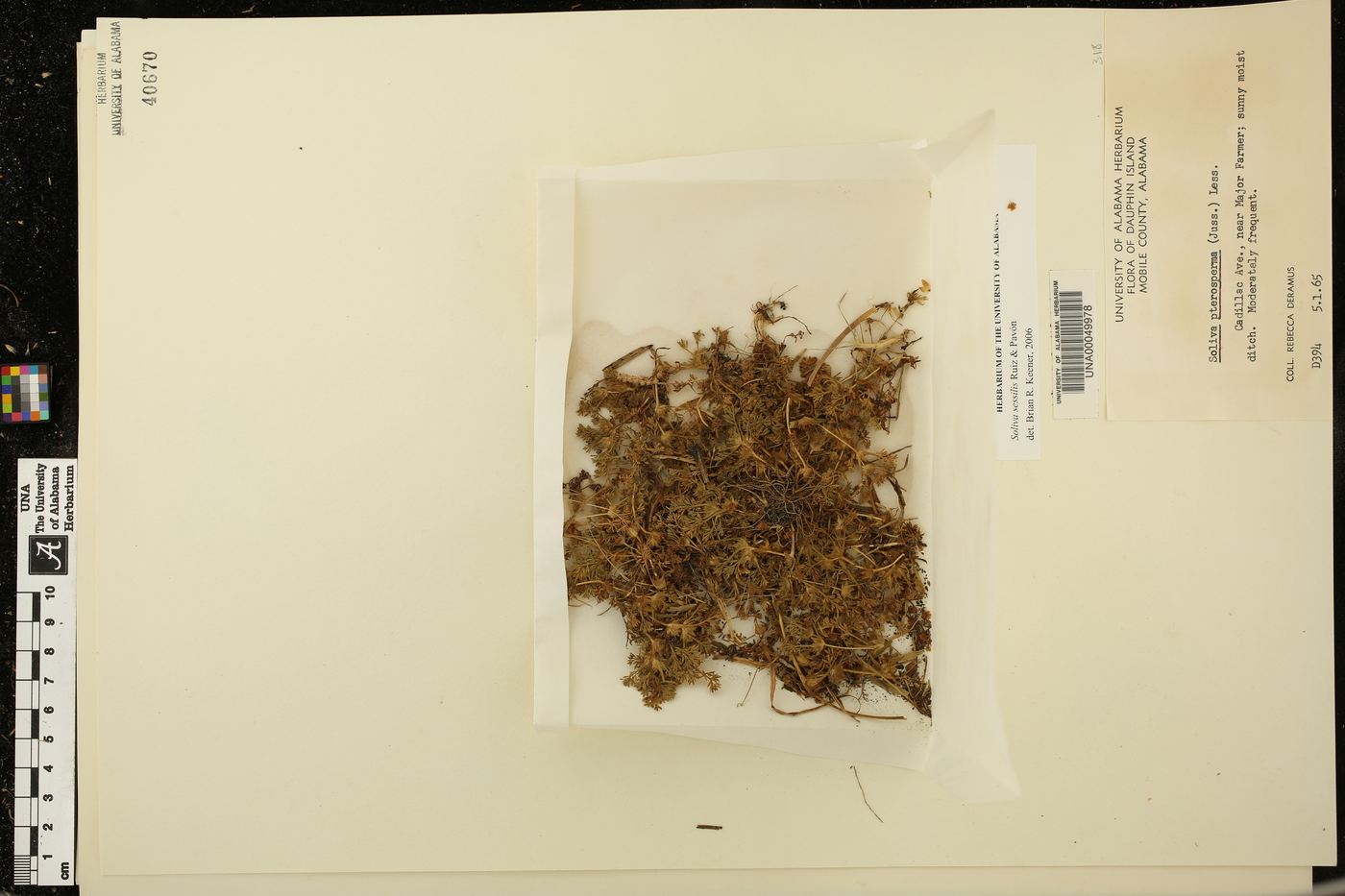 Soliva sessilis image