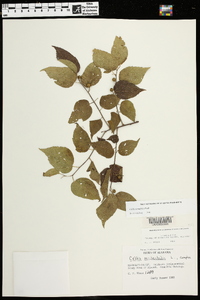 Celtis tenuifolia image