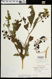 Phytolacca americana var. americana image