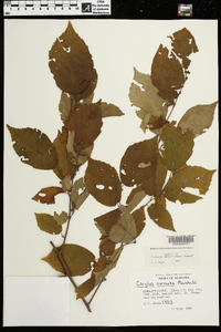 Corylus cornuta image