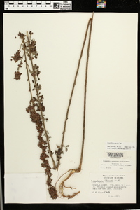 Lespedeza stuevei image