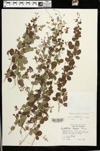 Lespedeza bicolor image