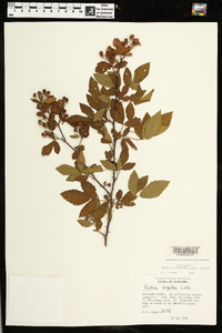 Rubus argutus image