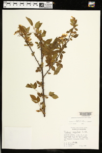 Rubus argutus image