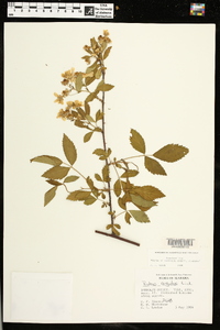 Rubus argutus image