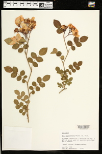 Rosa multiflora image