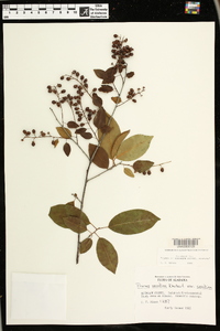 Prunus serotina var. serotina image