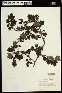 Ribes cynosbati image