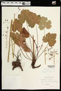 Heuchera americana image