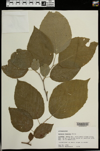 Halesia diptera image