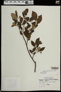 Styrax americanus image