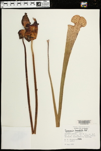 Sarracenia leucophylla image