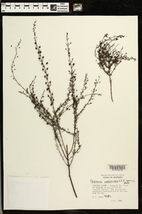 Seymeria cassioides image