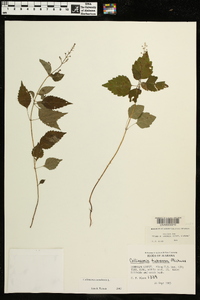 Collinsonia tuberosa image