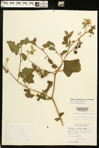 Solanum carolinense var. carolinense image